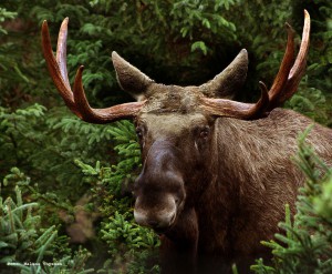 Elgportraet_han_Alces_alces