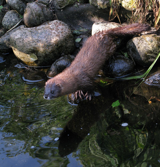 Mustela_lutreola_Immortel_Mariomassoni_Helsinki
