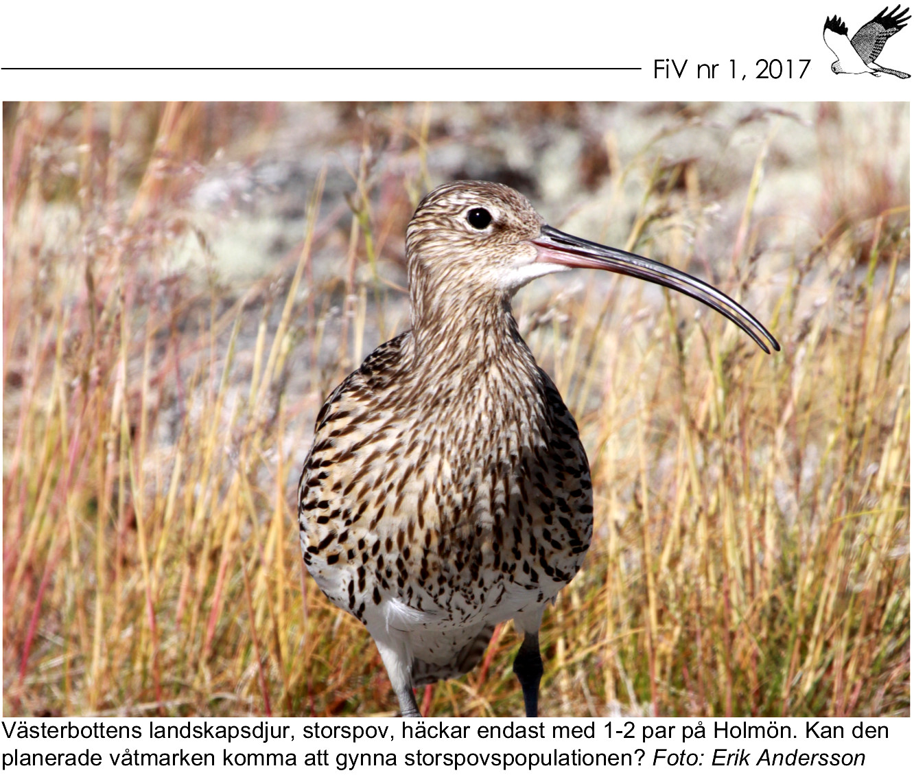 FiV_nr_1_2017_Storspov